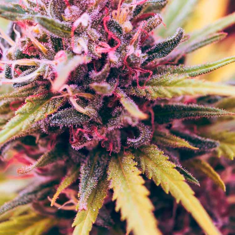 Análisis de cannabis